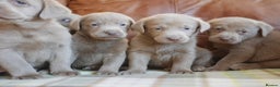 Labrador Retriever dogs for sale: Quality Health Tested Silver Labrador Puppies - Advert 13