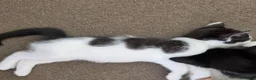 Mixed Breed cats for sale: Every Colour Imaginable! Bo's blue-eyed Beauties - Advert 3