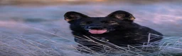 German Shepherd dogs for sale: Health tested Czech German shepherd puppies - Advert 8