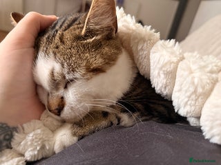 American Wirehair cats 1 year old American Wirehair - Advert 3