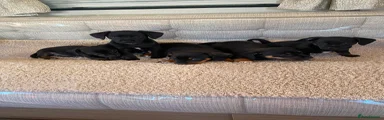 Dachshund 4