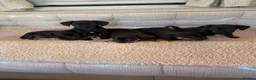 Dachshund dogs for sale: My 5 beautiful Dashound puppies - Advert 9