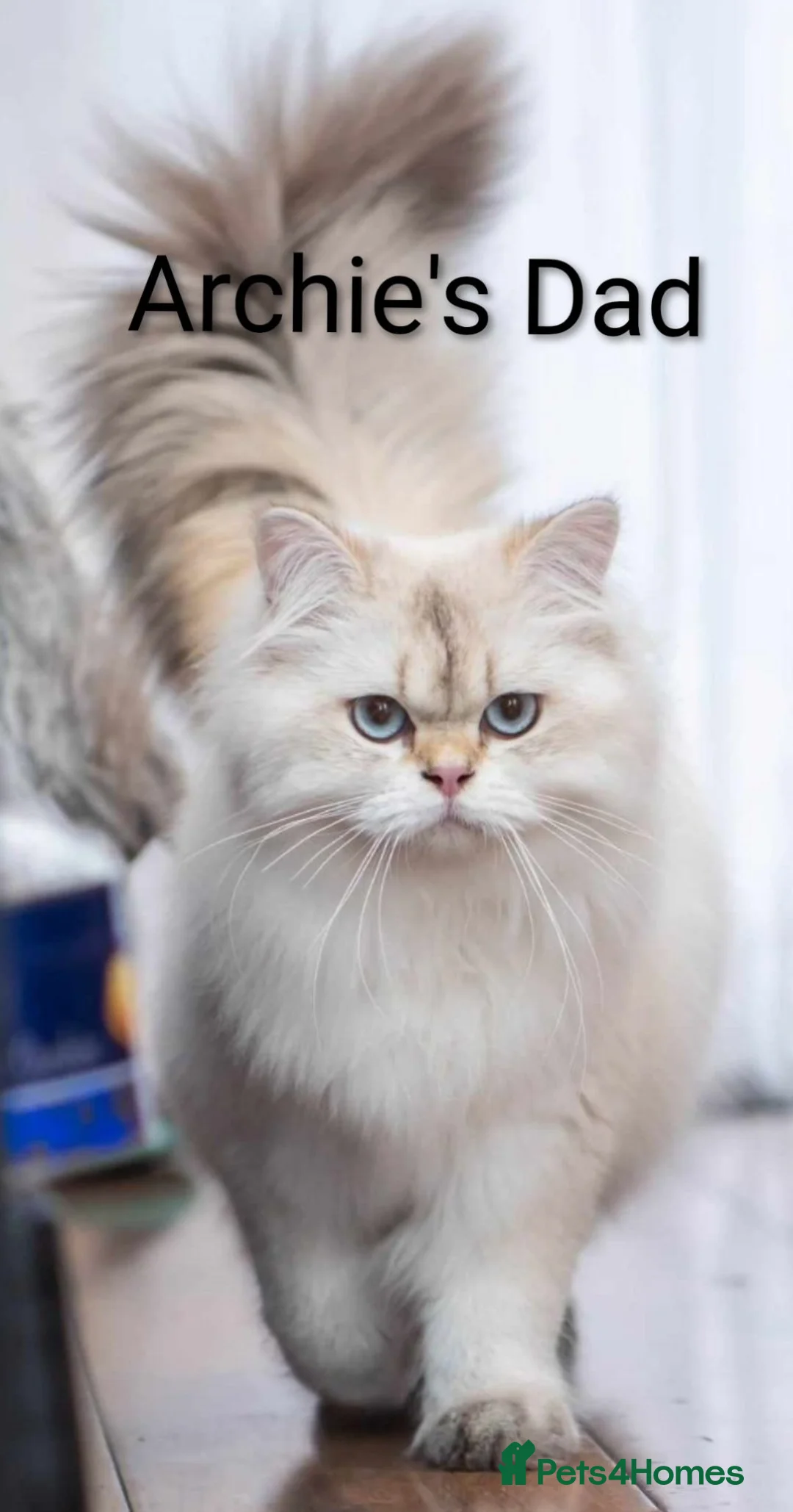 British Longhair cats for sale: Stunning Purebred BLH for Re-homing - Advert 2