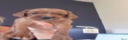 Irish Setter dogs for sale: Irish Red Setter Puppies  - Advert 9