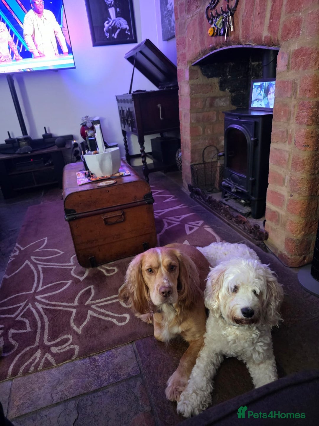 Mixed Breed dogs for sale: Cavachon/ Cocker Spaniel puppy - Advert 5