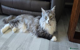 Maine Coon cats for sale: Selling my Stud Silver Maine-Coon Ozzy (5Year old) - Image 4