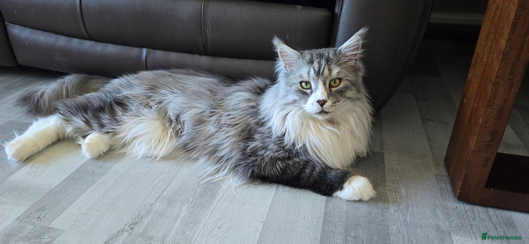 Maine Coon cats for sale: Selling my Stud Silver Maine-Coon Ozzy (5Year old) - Image 4
