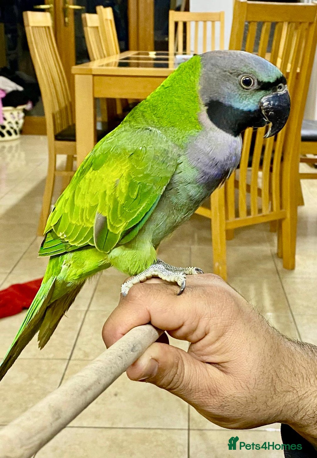 Blue Quaker Parrot Petco Parrot Price Quaker Parrot Petco Ready To