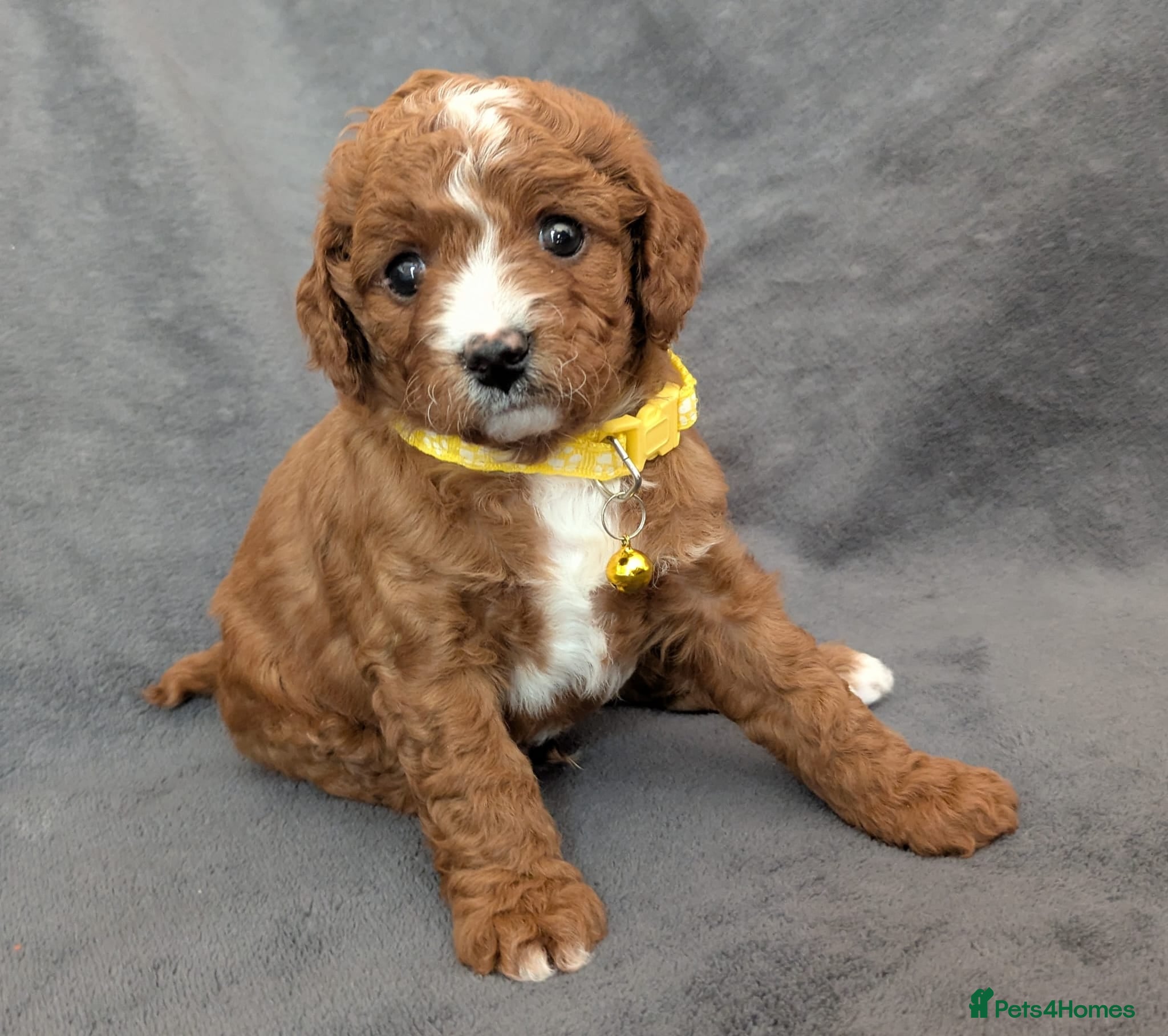 Cavapoo dogs Adorable Cavapoo Puppies From Licensed Breeder - Advert 2
