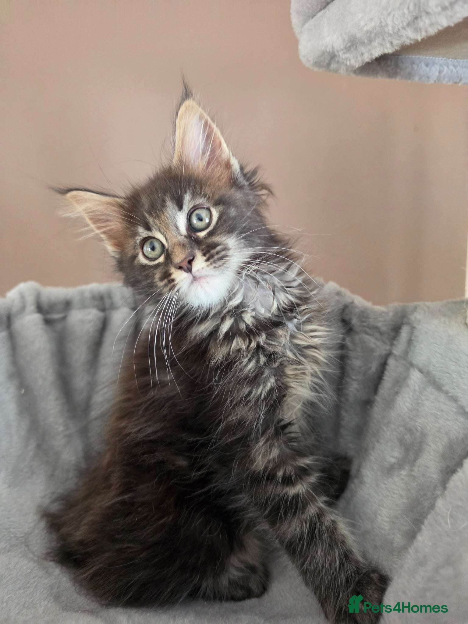 Maine Coon cats Maine coon kittens Ready Now - Advert 1