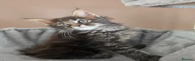 Maine Coon Kitten 2