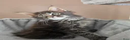 Maine Coon cats for sale: Maine coon kittens Ready Now - Advert 32