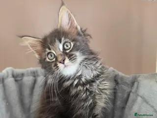Maine Coon cats Maine coon kittens Ready Now - Advert 1