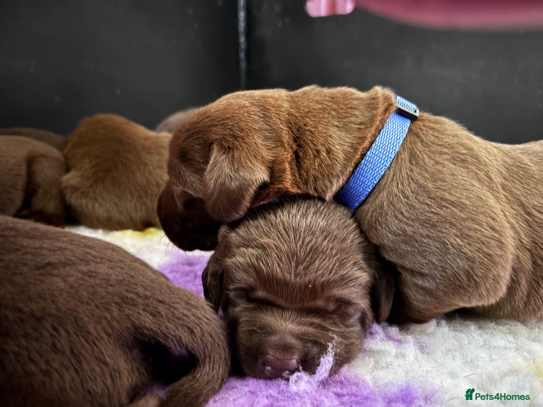 Labrador Retriever dogs for sale: Chocolate Labrador Puppies - Image 5