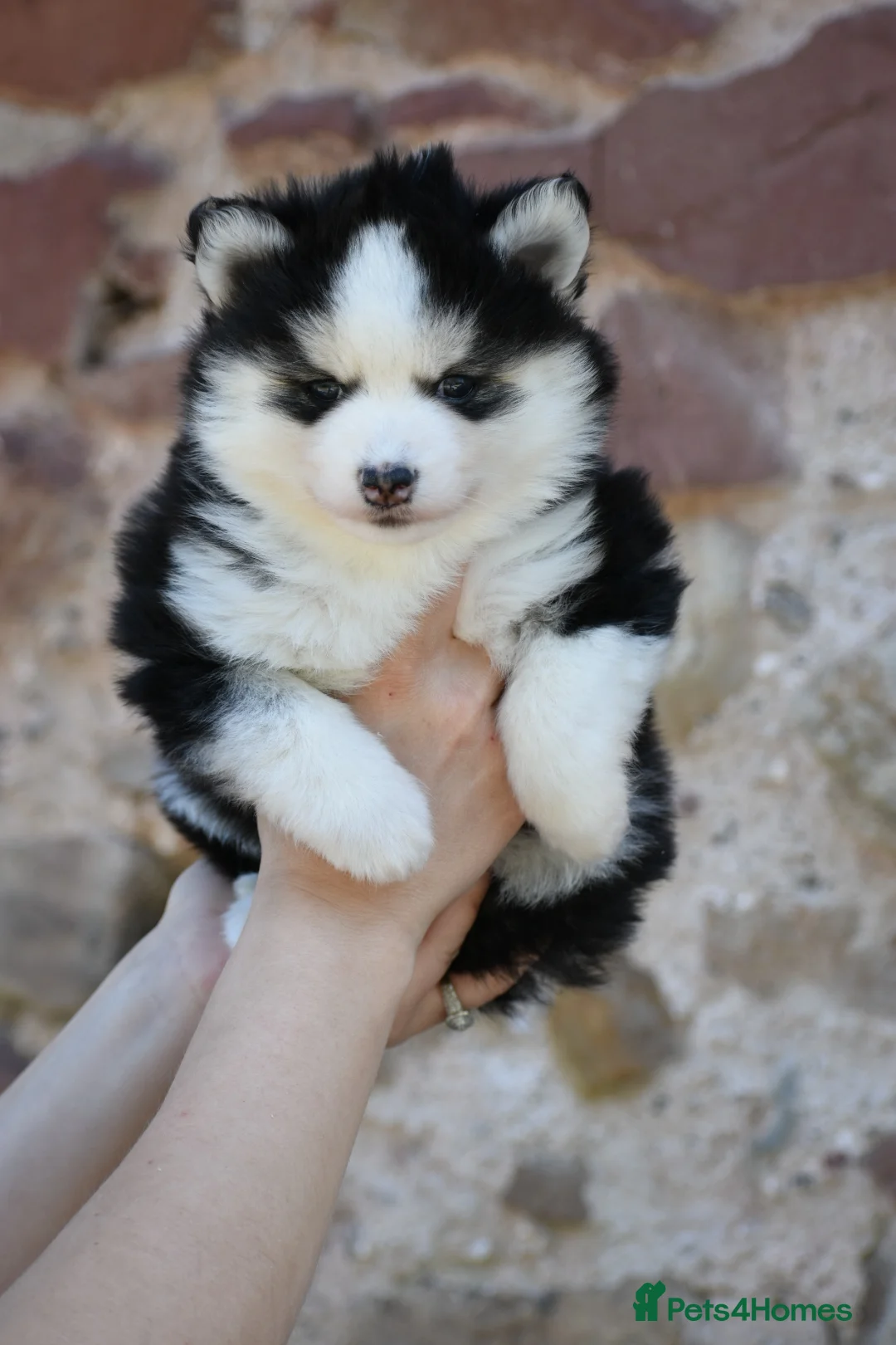 Pomsky dogs for sale: F4 Genuine Pomskies from health tested parents - Advert 35