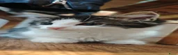 Mixed Breed cats for sale: Fluffy kittens for sale - Advert 10
