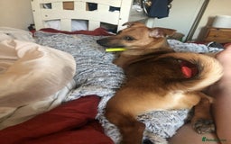 Jack Russell dogs for sale: Two lovely girls pups and one male  - Image 3