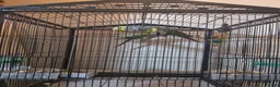 Conures birds for sale: Bonded Pair of Green Cheek Conures in Tring - Advert 4