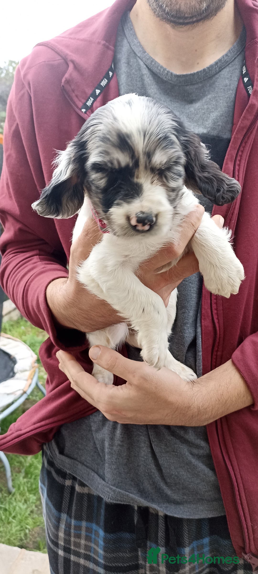 Cocker Spaniel dogs for sale: Stunning cocker spaniel litter  - Image 20