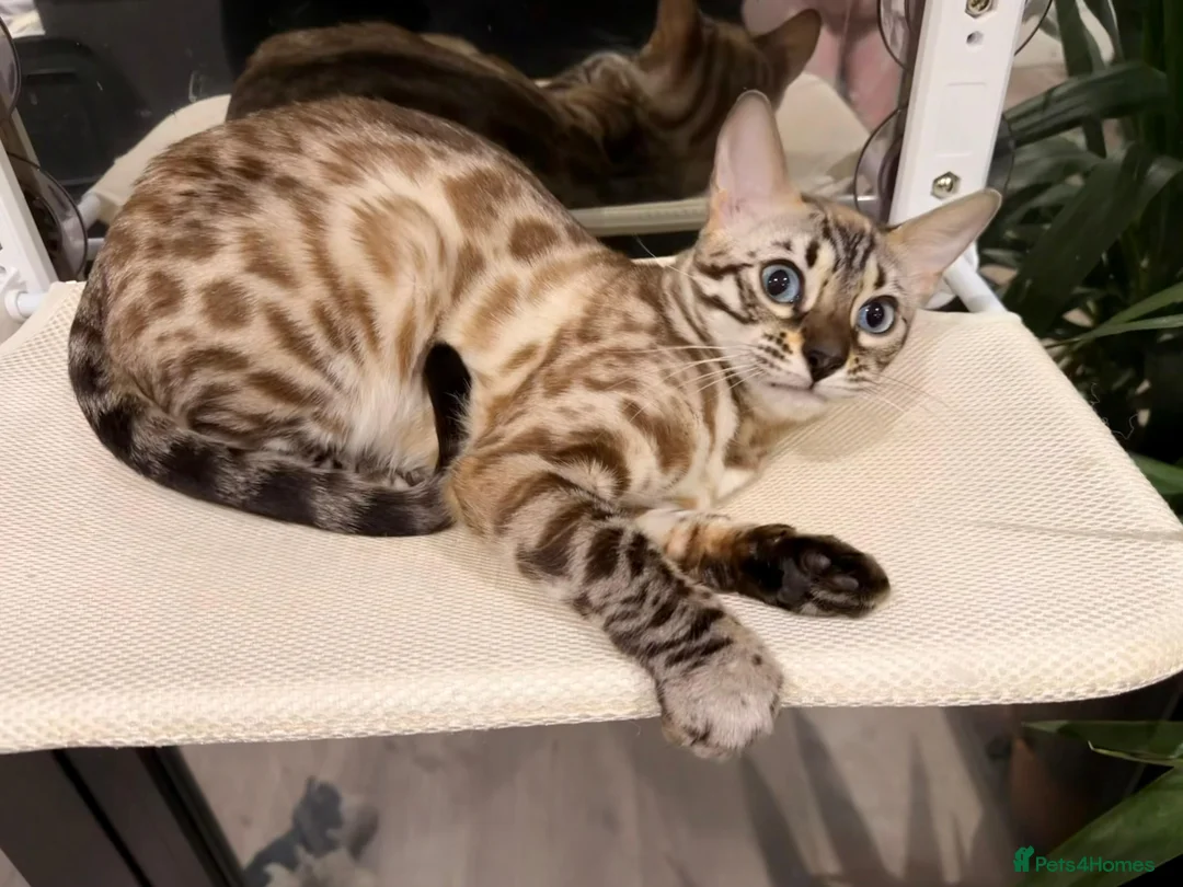 Bengal cats for sale: Female Bengal snow mink  - Advert 3