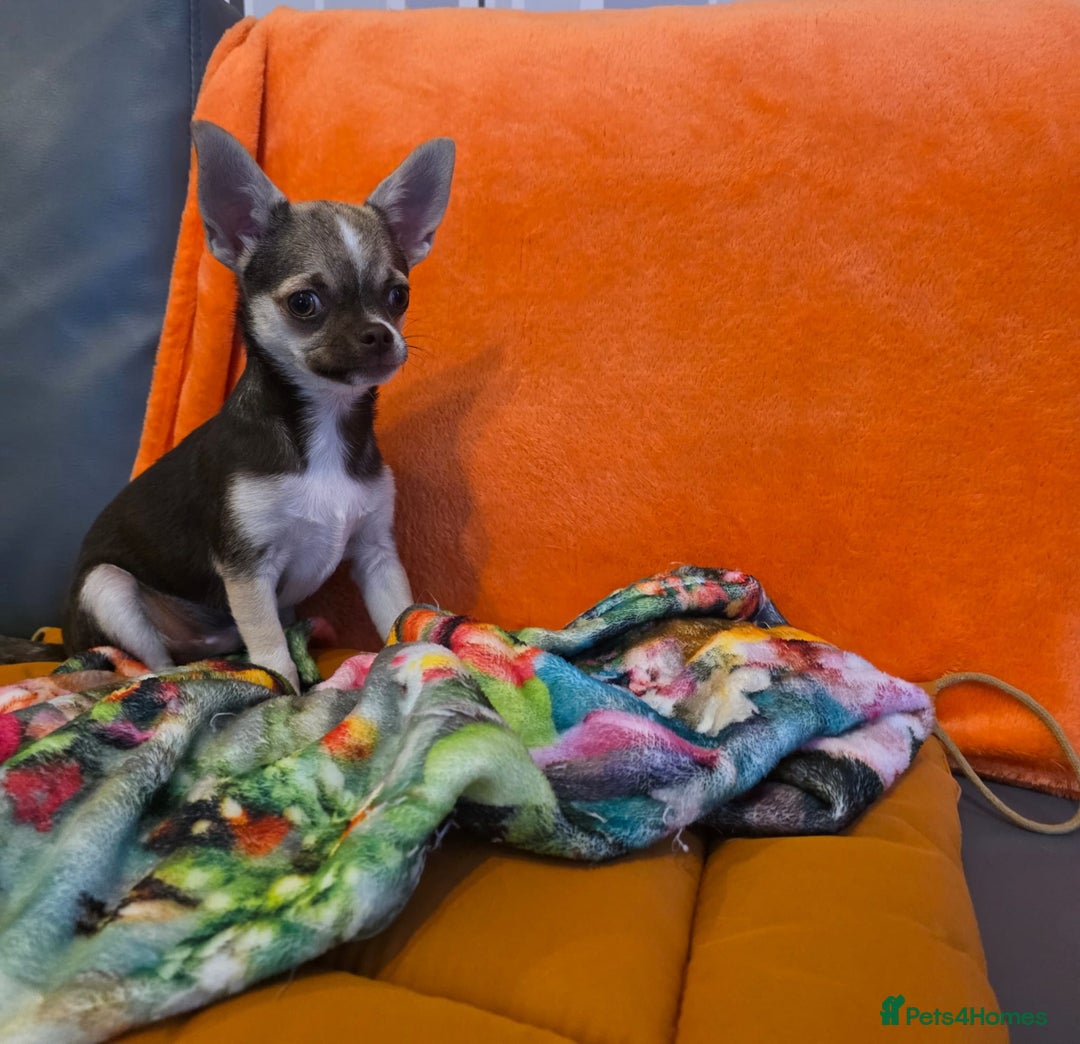 Chihuahua dogs for sale: Looking For Loving Family 🔥❤️ in Basildon - Image 2