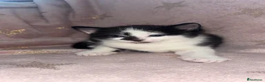 Kitten 1
