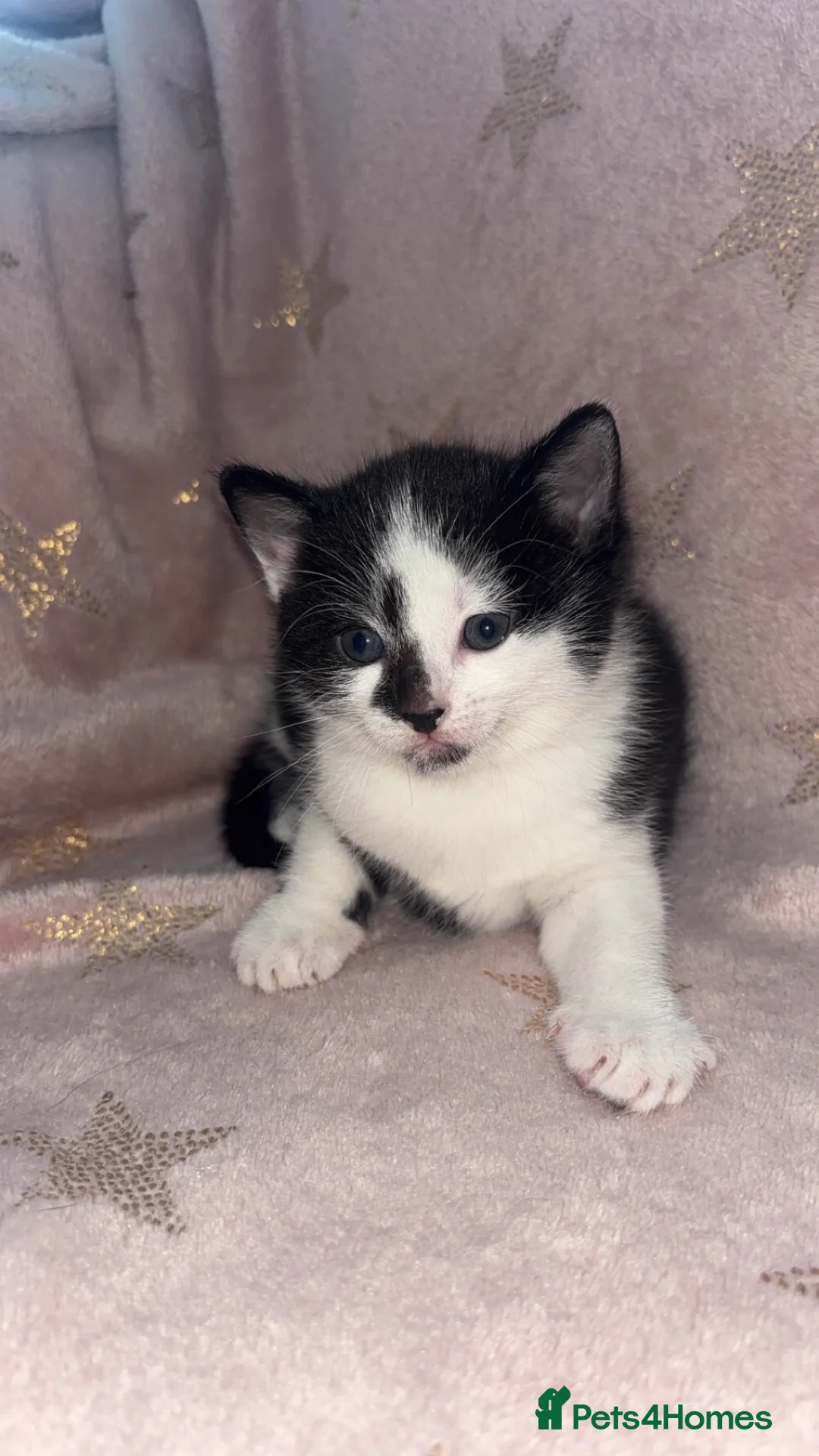 Mixed Breed cats for sale: Russian blue x kittens  in Glasgow - Advert 2