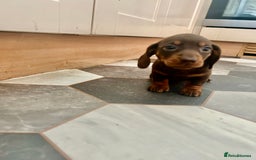 Dachshund dogs for sale: Miniature Dachshund 🐾 - Image 7