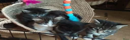 Mixed Breed cats for sale: ❤️Tiny Paws, Big Hearts Ready for Loving Home soon - Advert 3