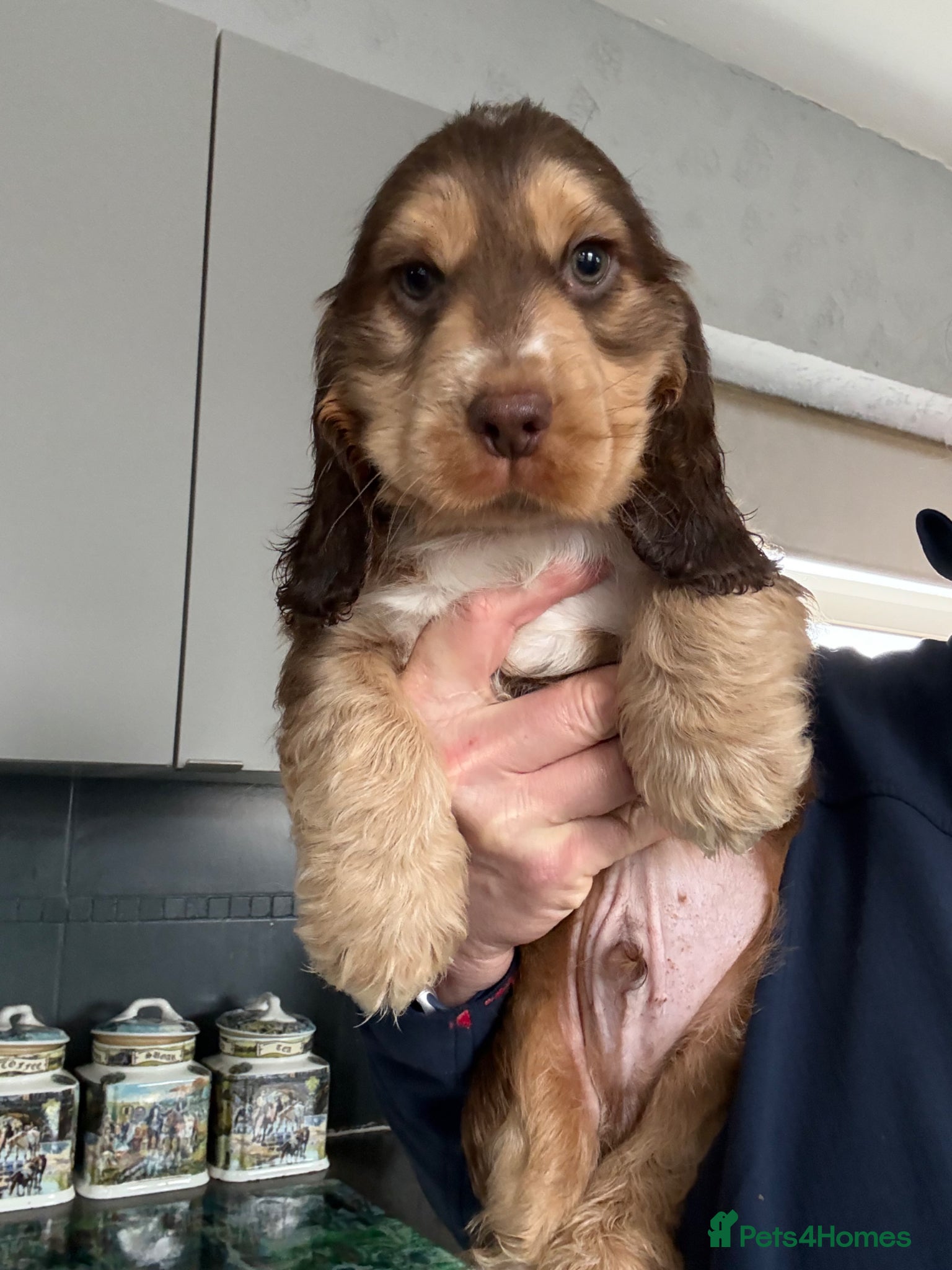 Cocker Spaniel dogs READY NOW Chocolate sable cockers  - Advert 10