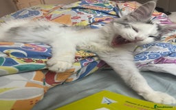 Maine Coon cats for sale: 2 maine coon kittens💕 - Image 4