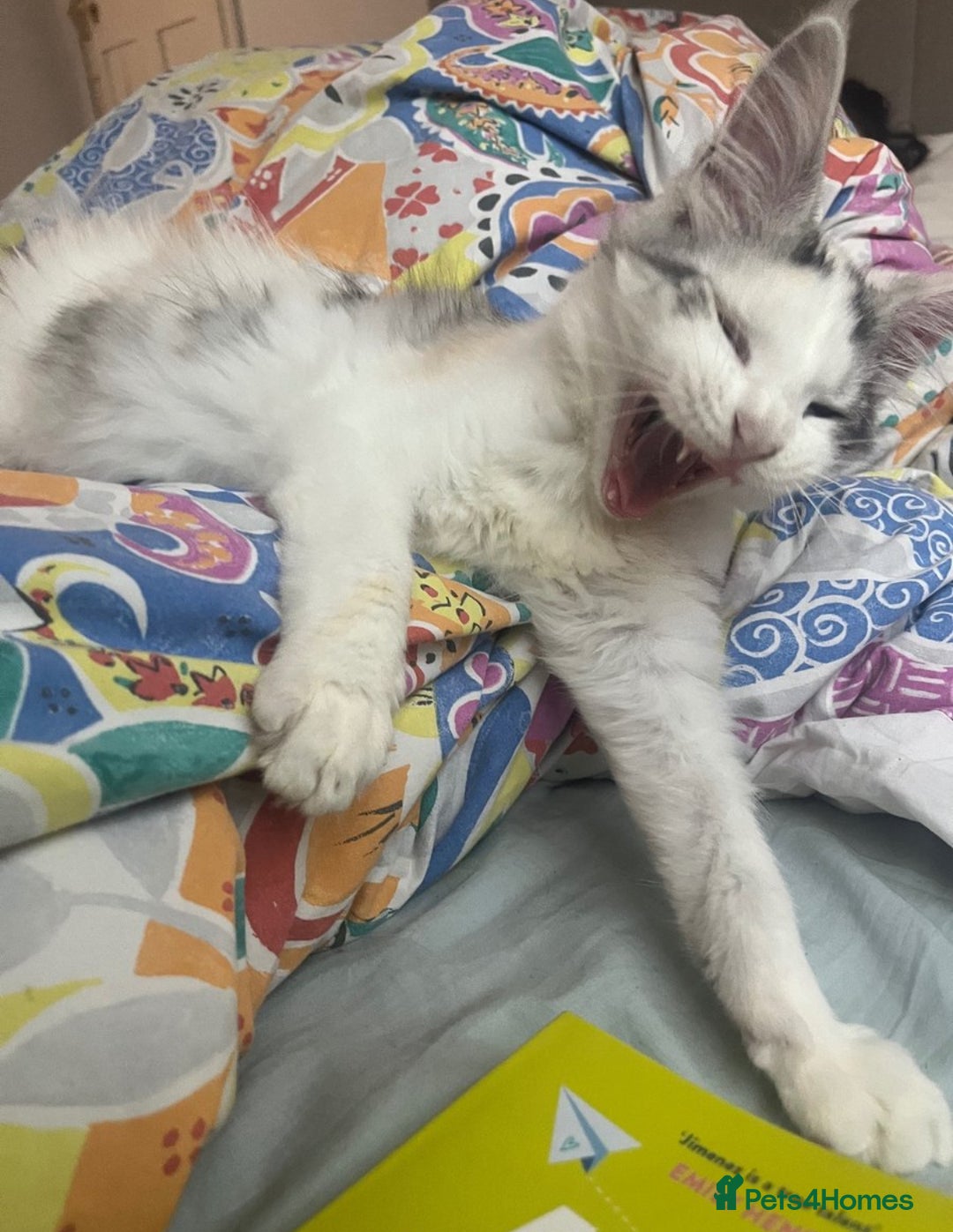 Maine Coon cats for sale: 2 maine coon kittens💕 - Image 4
