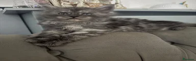 Maine Coon 3