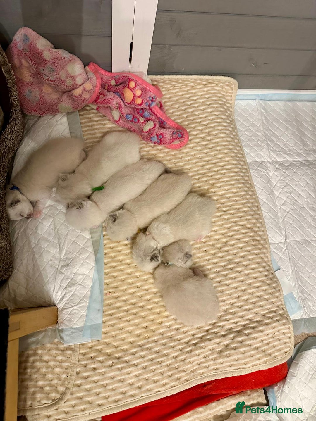 Ragdoll cats for sale: Champion TICA registered Ragdoll Kittens  - Advert 1