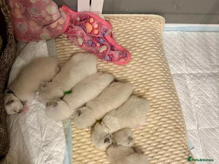 Ragdoll cats Champion TICA registered Ragdoll Kittens - Advert 3