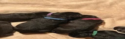 Cane Corso dogs for sale: Cane corso puppies  - Advert 12