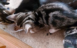 Mixed Breed cats for sale: 6 Beautiful Kittens Ready for New Homes - Image 6