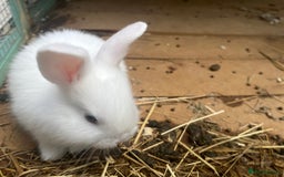 English Lop rabbits for sale: Baby lops for sale - Image 3