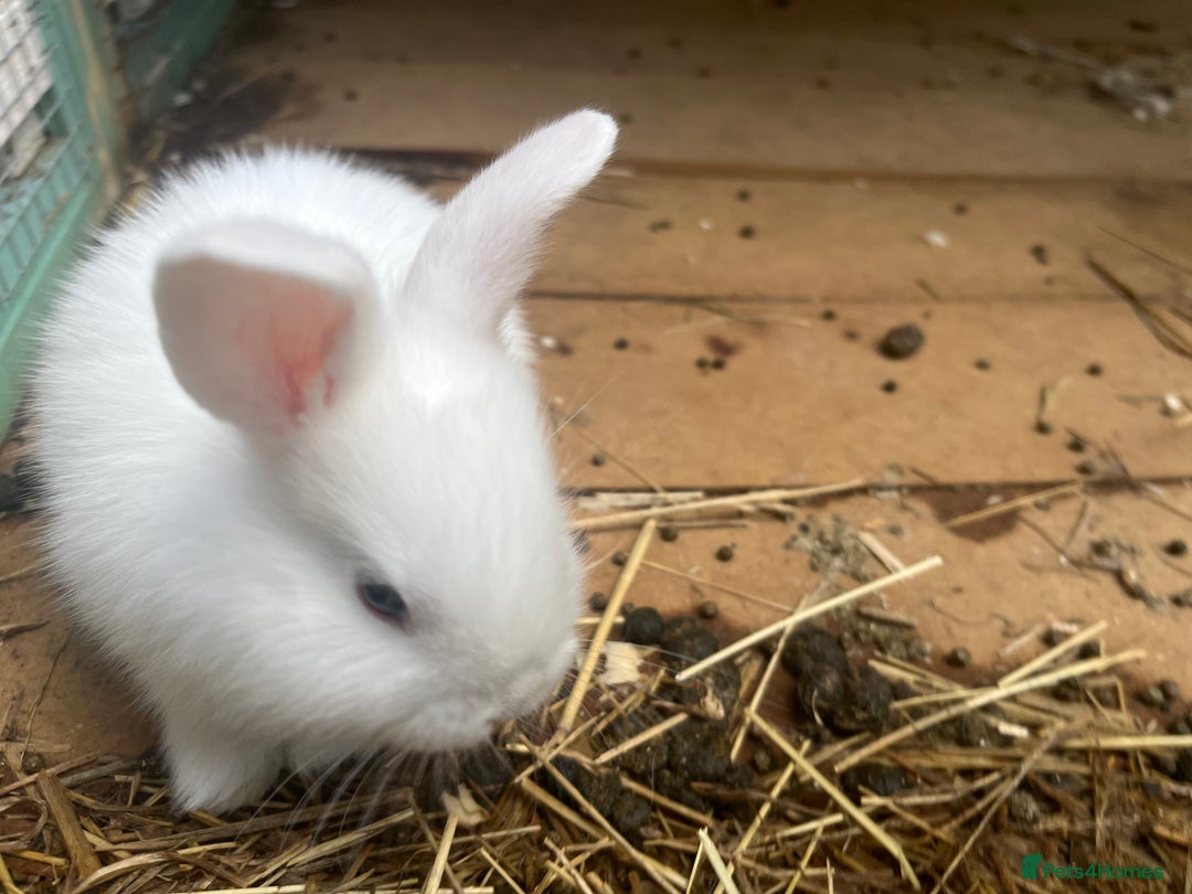 English Lop rabbits for sale: Baby lops for sale - Image 3