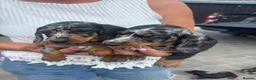 Miniature Dachshund dogs for sale: Miniature dachshunds  - Advert 3