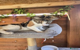 Mixed Breed cats for sale: Looking for new home  - Image 2