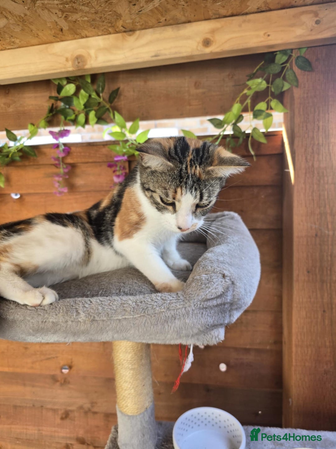 Mixed Breed cats for sale: Looking for new home  - Image 2