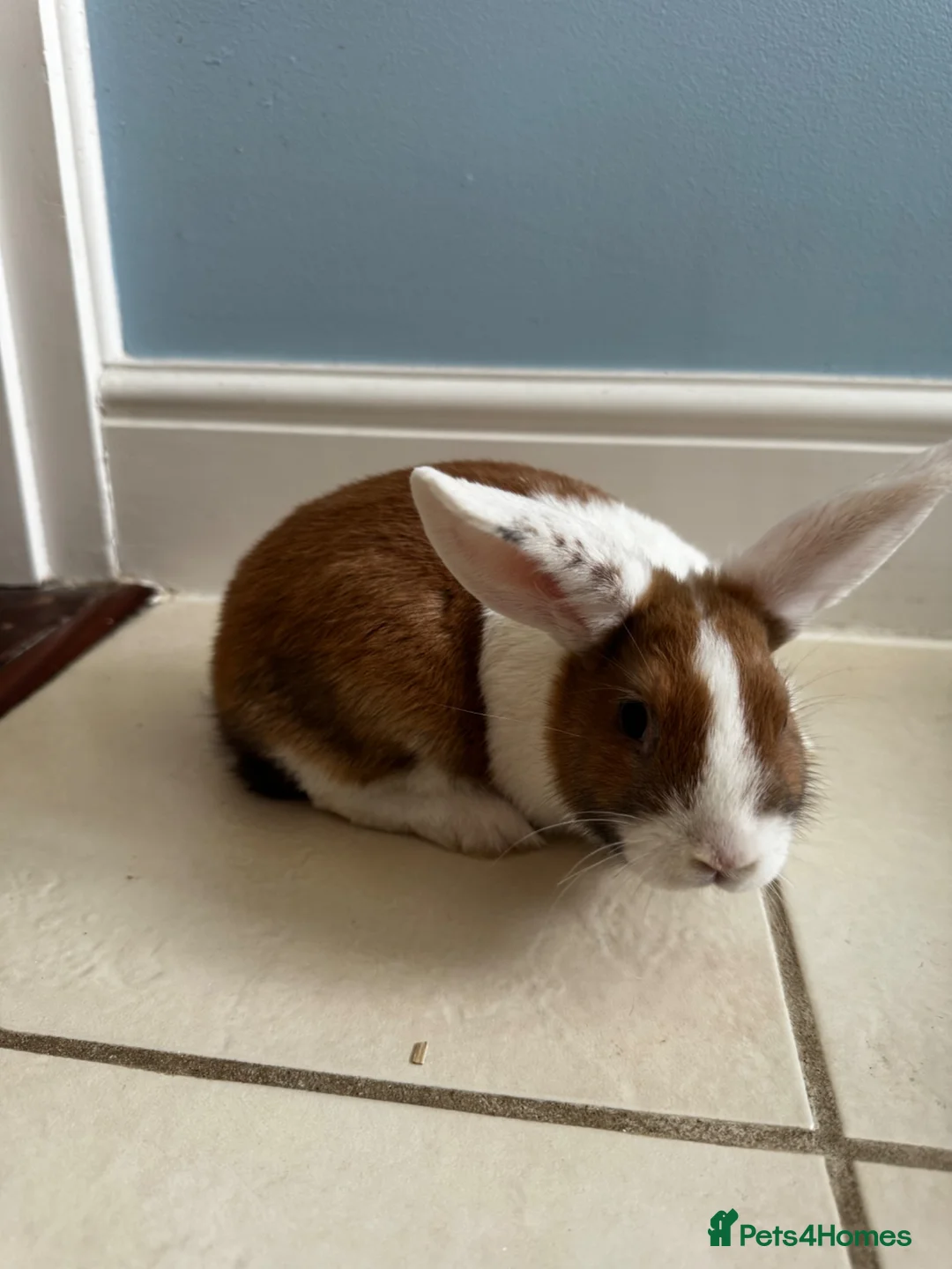 Dutch rabbits for sale: Dutch bunnies - Advert 1