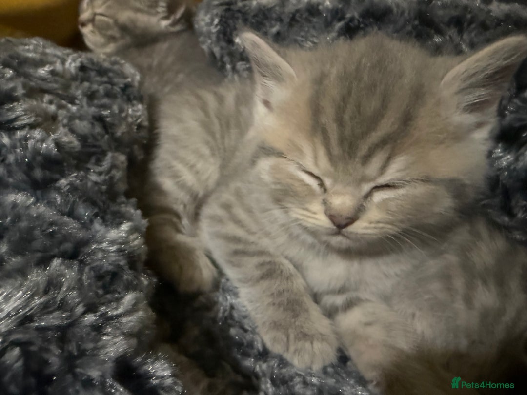 Scottish Fold cats for sale: Beautiful Scottish straight cross British shorts😍 - Image 15