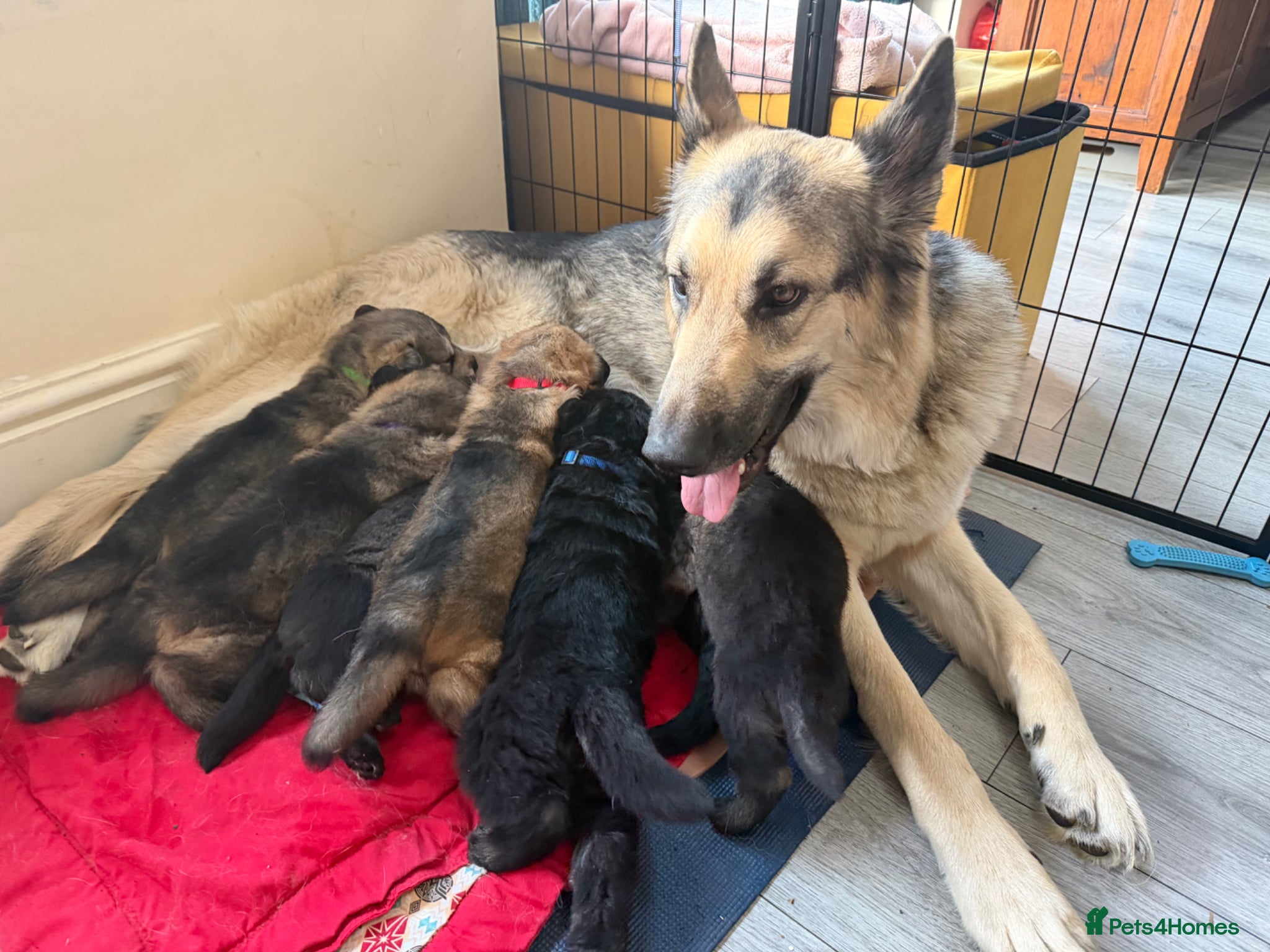 German Shepherd dogs German Shepard puppies  - Advert 1