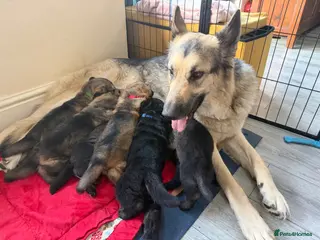 German Shepherd dogs German Shepard puppies - Advert 1