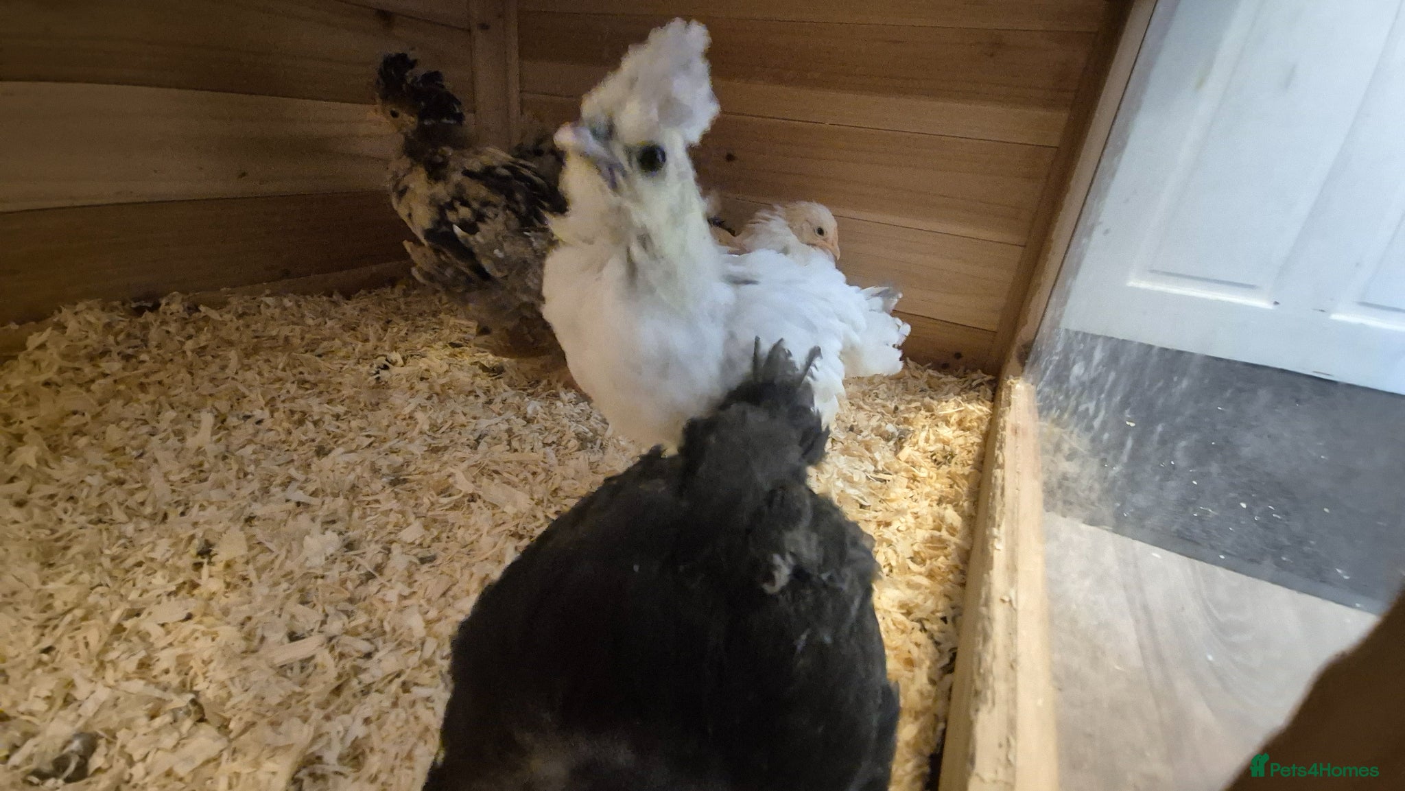 Chickens poultry 3 Chicks available  - Advert 1