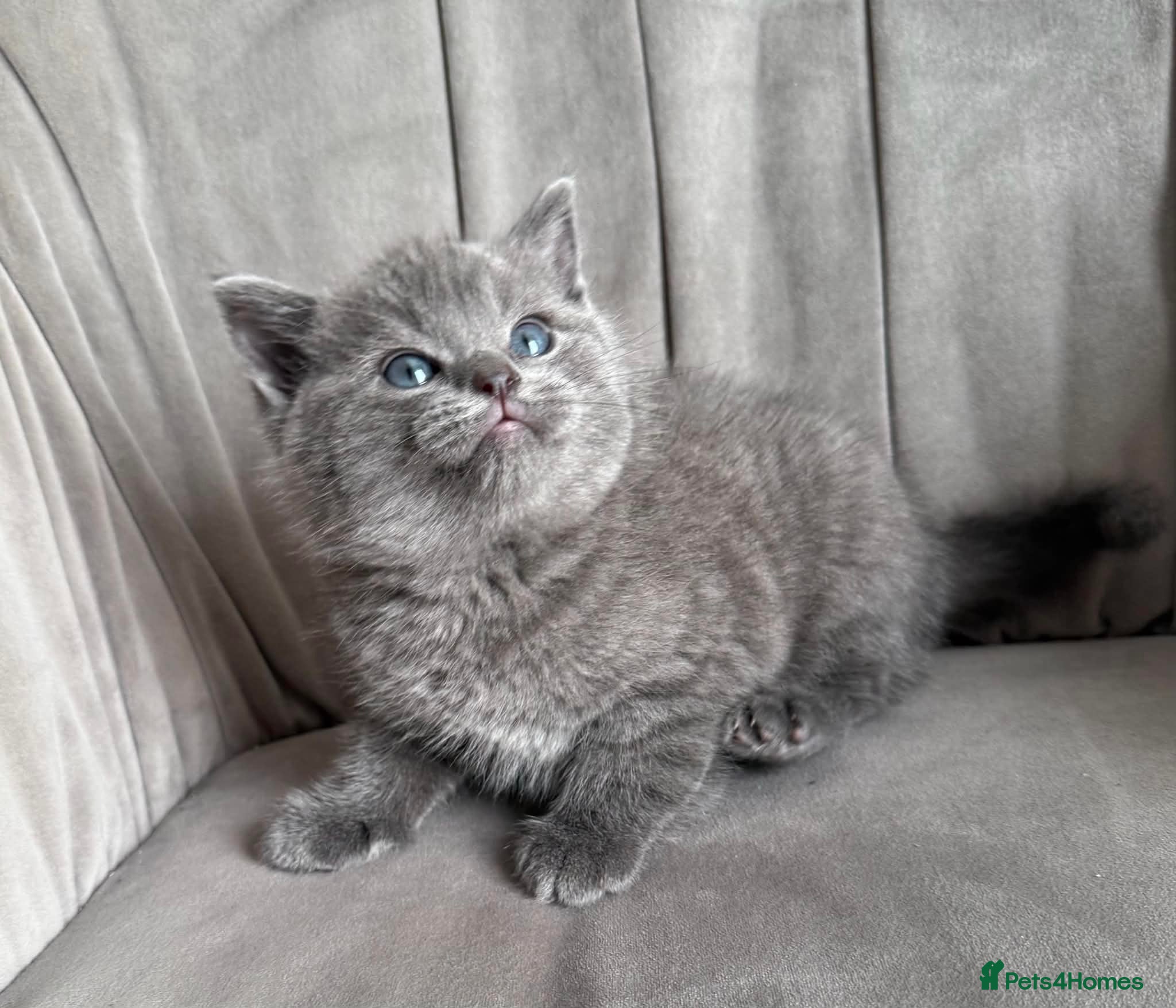 British Shorthair cats British shorthair x Ragdoll . reduced price-550 - Advert 2