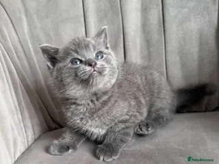 British Shorthair cats British shorthair x Ragdoll . reduced price-550 - Advert 2