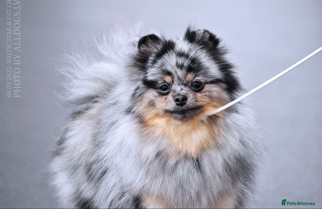 Pomeranian dogs for sale: Pomeranian champions  - Image 1
